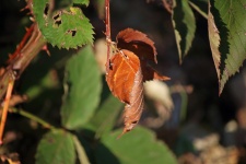 Curled Dry Bramble Leaf