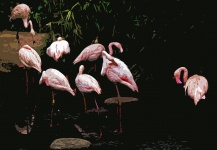 Cutout Image Of Group Of Flamingos