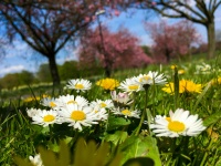 Daisies And Dandelions