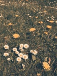 Daisies And Dandelions