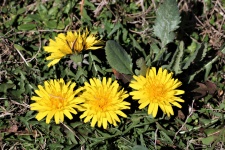Dandelion Flower Heads In Grass