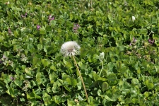 Dandelion Seed Head In Clover