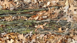 Decayed Tree On Forest Floor