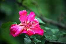 Decaying Pink Rose Bloom