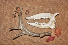 Deer Antler And Jaw Bones