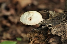 Deer Mushroom On Log Close-up