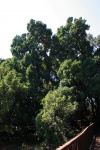 Dense Foliage On Ficus Salicifolia