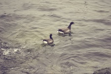 Two Wild Geese