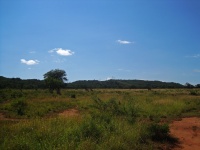 Distant Giraffe On Grassland