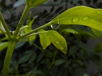 Droplet Of Water On Leaf