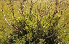 Dry Branches Protruding From Bush