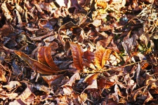 Dry Fallen Pecan Nut Tree Leaves