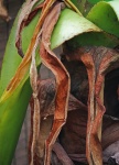 Dry Leaves Of Tropical Plant