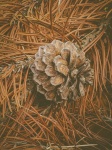 Dry Pine Cone
