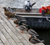 Ducks And Boat