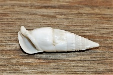 Dwarf Triton Seashell On Wood