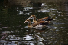 Egyptian Ducks