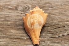 Engraved Conch Shell On Wood