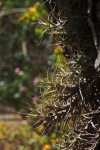 Epiphyte Plant In Sunlight