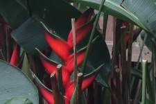 Exotic Red Heliconia Flower