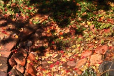 Fallen Leaves On Pebbles And Paving