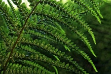 Fern Green Leaf Plant