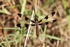 Female Whitetail Dragonfly Close-up