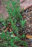 Fine Leaves On Green Thyme Plant