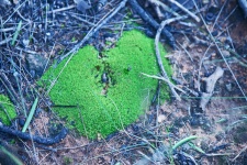 Fine Textured Green Mossy Growth