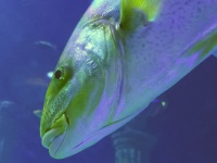 Fish Head Closeup Portrait