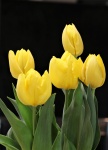 Five Yellow Tulips On Black