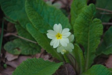 Spring Flower, Primrose
