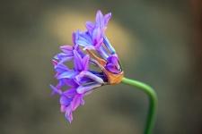 Flower Head Of Purple Sweet Garlic