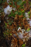 Fluffy White Seed Cluster On A Bush