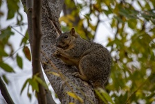 Fox Squirrel Eating Peanut