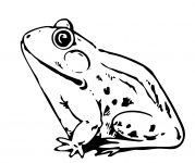 Frog Clipart