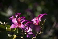 Fuchsia Flowers