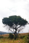 Full View Of Tree On Open Grassland