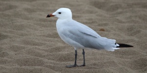 Audouin's Seagull