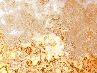 Gold Background Texture