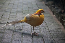 Golden Pheasant On Paving