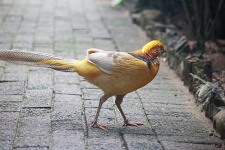Golden Pheasant Strutting