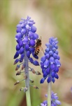 Grape Hyacinth And Bee