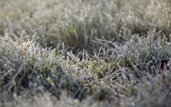 Grass Lawn Frozen Frost
