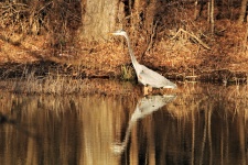 Great Blue Heron And Reflection