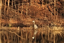 Great Blue Heron At Golden Pond