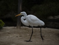 Great Egret Walking