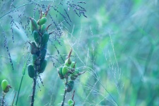 Green Aloe Seeds With Long Grass
