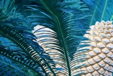 Green Branch Of A Cycad Tree
