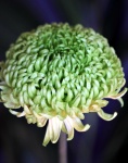 Green Chrysanthemum Flower Close-up
